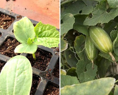 ibains Pointed gourd seeds Seed(37 per packet)