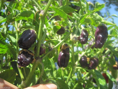 Qualtivate PUA-6A BLACK TONGUE Chilli Seed(300 per packet)