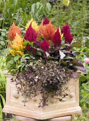 Mozette Celosia flower Seed(25 per packet)
