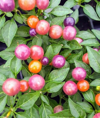 WILLVINE SYN -XII Ornamental Chilli Round Hybrid[25gm, 5000 Seeds] Seed(5000 per packet)