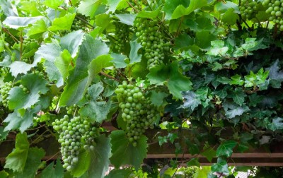 NooElec Seeds India Organic Grape Vine Fruit Seed(20 per packet)