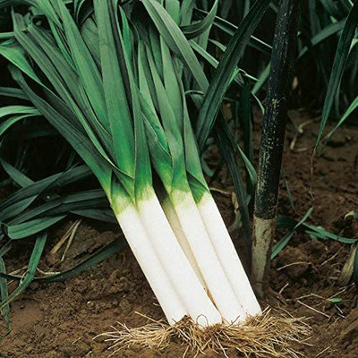 CYBEXIS Leek vegitable Seeds-500 Seeds Seed(500 per packet)