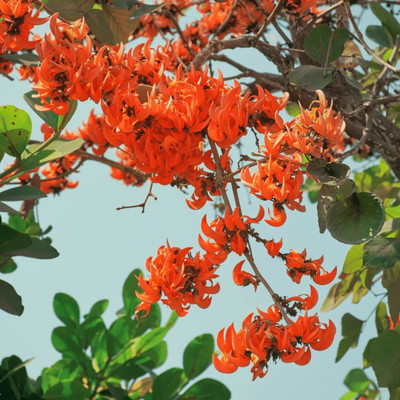 Arshiayat butea monosperma, palash, flame of the forest Seed(13 per packet)