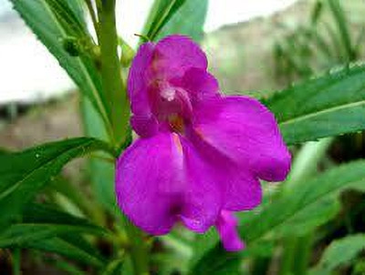 ibains Balsam rose seed Seed(64 per packet)