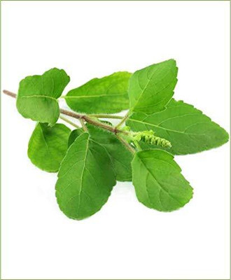 LPR TULSI, BASIL SEEDS Seed(30 per packet)