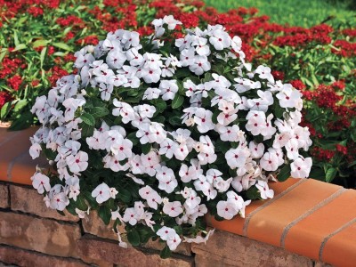 Quentova Cascade Polka Dot Vinca Flower-VK-11J Seed(75 per packet)