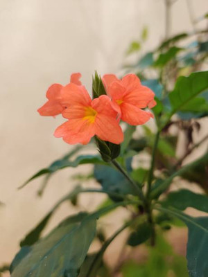 Dharma kanakambaram-firecracker-crossandra Seed(33 per packet)