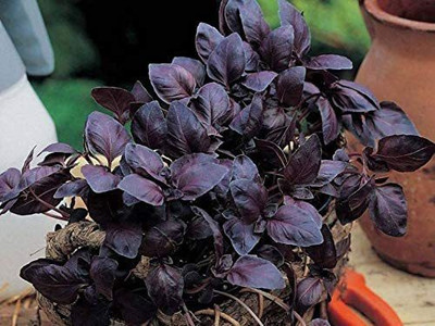 VibeX ® LXI-78 Opal Basil(Ocimum basilicum) Seed(1000 per packet)