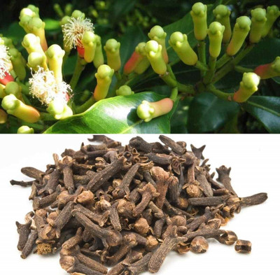 VibeX PAU-62 - Organic Clove Beans - (180 Seeds) Seed(180 per packet)