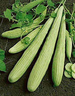 VibeX PAU-45 - Kakri Selection Long Melon - (150 Seeds) Seed(150 per packet)