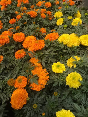 Kritharth Creation marigold/gende ka phool flower seeds Seed(75 per packet)