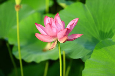 Kritharth Creation lotus,kamal gatta Seed(15 per packet)