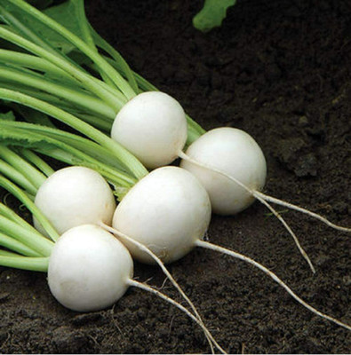 CYBEXIS Turnip F1 Tokyo Cross Vegetable Seeds - 'Brassica rapa subsp '2000 Seeds Seed(2000 per packet)