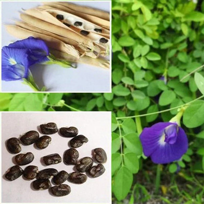 SeeGreen Aparajita Double Mixed Seeds All Color, Butterfly Pea Seeds, Clitoria Ternatea Seed(15 per packet)