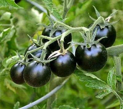 KANAYA Vegetable - Black - Tomato Russian Seed(625 per packet)