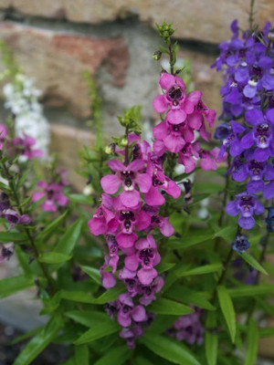 XOLDA Exotic larkspur Seed(39 per packet)