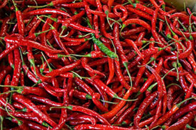 Biosnyg Heirloom LONG RED CAYENNE PEPPER Seeds For Gardening-(400 Seeds) Seed(400 per packet)