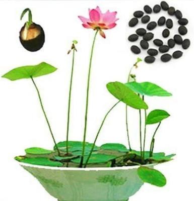 CYBEXIS XL-29 - Lotus Nelumbo nucifera - (30 Seeds) Seed(30 per packet)