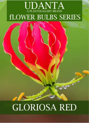 Udanta Gloriosa Lily Climber Flower Bulbs For Summer Gardening - Pack of 20 Bulbs (Red) Seed(20 per packet)