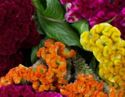 Quentova Multi-Colored Mix Cockscomb Celosia-4D-PUAS Seed(100 per packet)