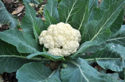 AZOLLA white cauliflower,gobhee seeds Seed(20 per packet)