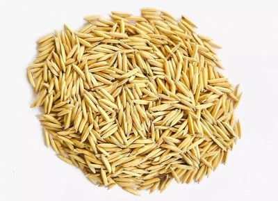 THAMMAR PUSA BASMATI - 1509 F1 HYBRIDE VARIETY PADDY / RICE 1 KG SEEDS Seed(1 per packet)