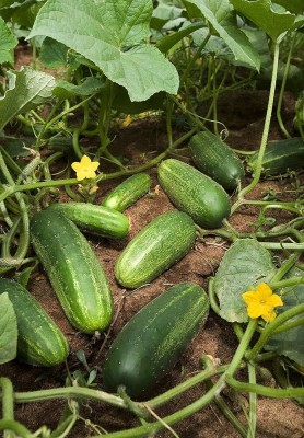 AMAJIT Cucumber / Khira / Sasha / Vegetable Seeds All Seasons(44) Seed(44 per packet)