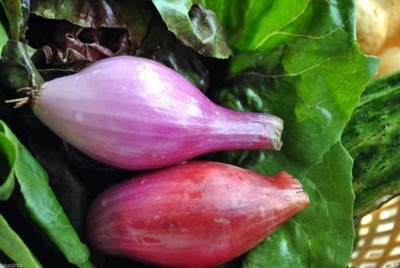 WILLVINE NKR -III Red Long of Tropea Onion [2.5g] Seed(1500 per packet)