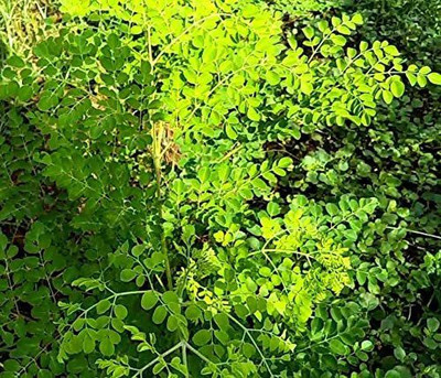 CYBEXIS LXI-90 - PKM1 Drumstick Moringa Oleifera - (1350 Seeds) Seed(1350 per packet)