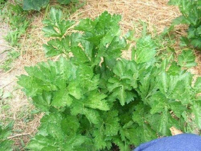 CYBEXIS LX-47 - Chinese Celery - (250 Seeds) Seed(250 per packet)