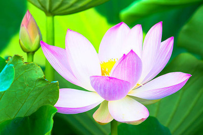Mahyco lotus,kamal gatta Seed(10 per packet)