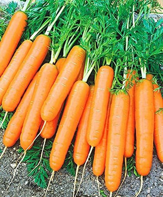 DIVINE CARROT Seed(100 per packet)