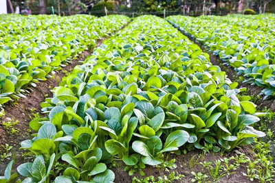 DEYS AGRO ™ spinach seeds, f1 hybrid palak seeds, palang|palon|palong Seed(31 per packet)