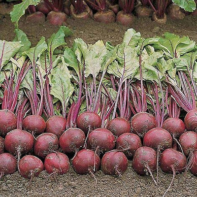 LPR CHUKANDAR,,BEETROOT Seed(200 per packet)