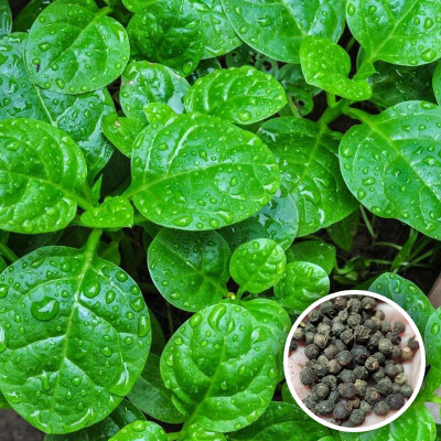 the green dotcom Poi Ka Saag | Basella Alba Round Leaf Vining Green Plant Ceylon Spinach Seed(50 per packet)