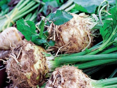 CYBEXIS VVI-55 - Celeriac (Verona White) - (250 Seeds) Seed(250 per packet)