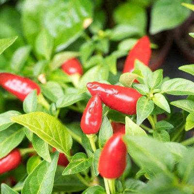 WILLVINE GOI -V Organic Chilli surajmukhi F1 Hybrid[10gm, 2000 Seeds] Seed(2000 per packet)