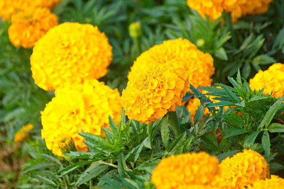 VRAKSHA marigold/gende ka phool flower seeds Seed(75 per packet)