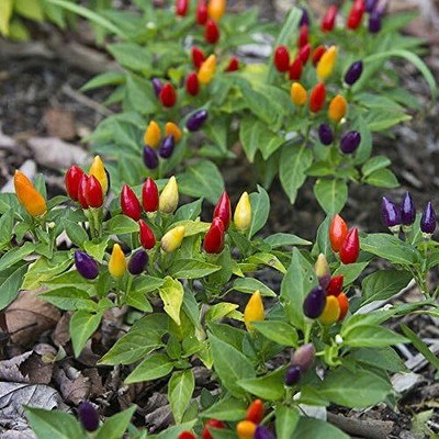 Qualtivate RES-2A RAINBOW PEPPER MULTI COLORED CHILLI Seed(300 per packet)