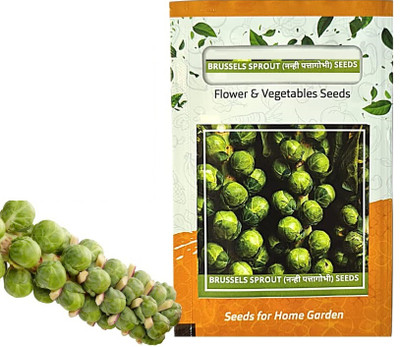 WILLVINE PUAS -XII Long Island Improved Brussels Sprout Seeds [25g] Seed(7500 per packet)