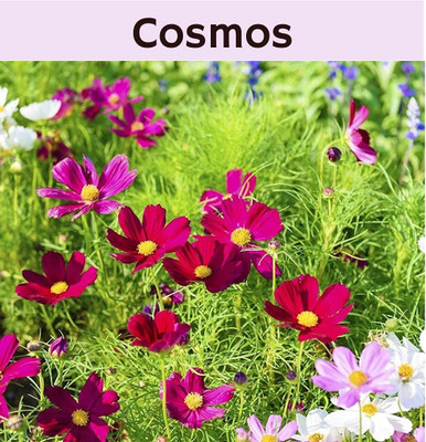 CYBEXIS Cosmos- Flower Seeds Seed(25 per packet)