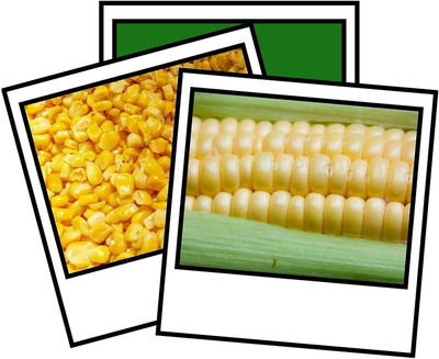 CYBEXIS Rare Seeds of Sweet Corn Swift500 Seeds Seed(500 per packet)