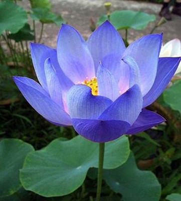 DIVINE ®EF- Mixed Color and Hybrid Flower Seeds -0A97 Seed(15 per packet)