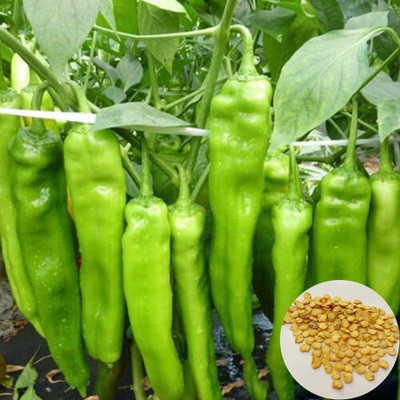 CYBEXIS Chili Pepper Seeds2400 Seeds Seed(2400 per packet)