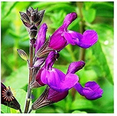 MAA Salvia Seed(145 per packet)