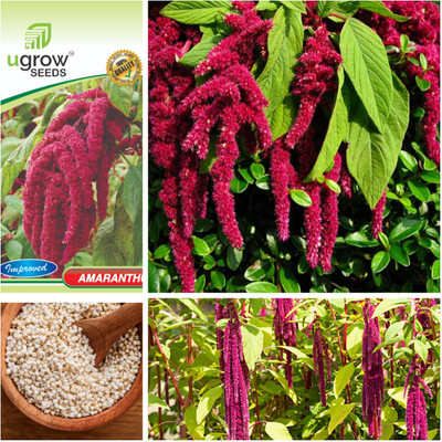 JD AGRO FL-102-AMARANTHUS Seed(40 per packet)