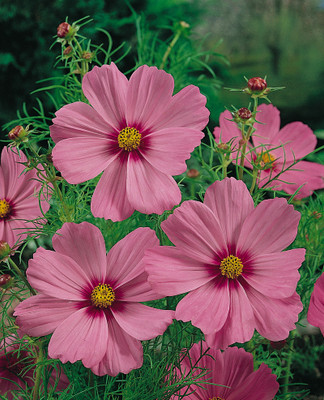 ZIXA Gloria Cosmos Seed(100 per packet)
