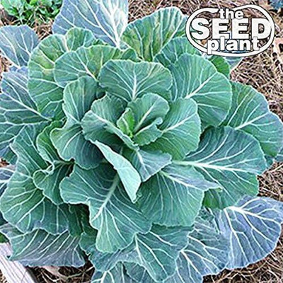 WILLVINE KGF -IV Georgia Southern Collard Green Seeds [2.5g] Seed(750 per packet)