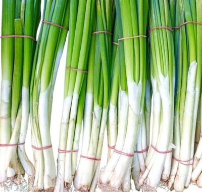 Biosnyg Organic White Lisbon Spring Onion Seeds For Planting-(750 Seeds) Seed(750 per packet)