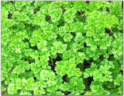CYBEXIS NDIR-17 - Curly-Leaf Parsley Paramount Green - (2250 Seeds) Seed(2250 per packet)